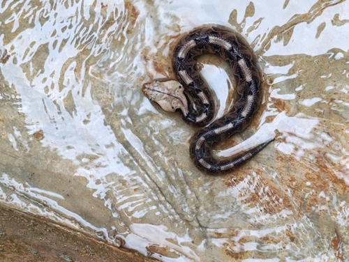 Gaboon Viper