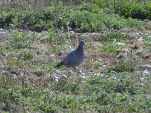 Paloma zurita (Columba oenas)