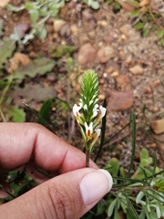 Hebenstretia dentata