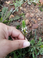 Hebenstretia dentata