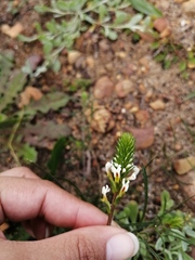 Hebenstretia dentata