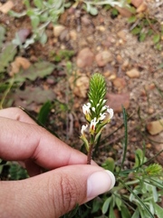 Hebenstretia dentata