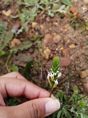 Hebenstretia dentata