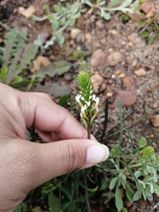 Hebenstretia dentata