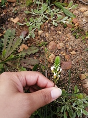 Hebenstretia dentata
