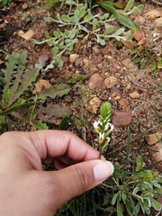 Hebenstretia dentata