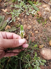 Hebenstretia dentata