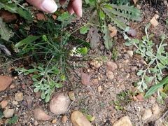 Hebenstretia dentata