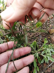 Hebenstretia dentata