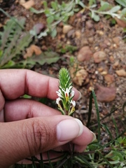 Hebenstretia dentata