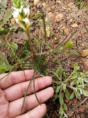 Hebenstretia dentata