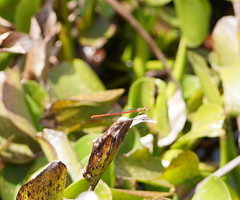Ceriagrion aeruginosum