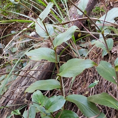 Tricyrtis lasiocarpa