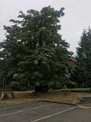Acer macrophyllum