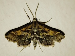 Diasemia