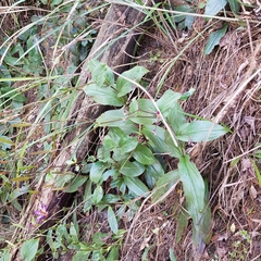 Tricyrtis lasiocarpa