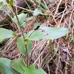 Tricyrtis lasiocarpa