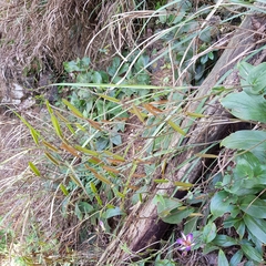 Tricyrtis lasiocarpa