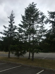 Pseudotsuga menziesii