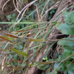 Tricyrtis lasiocarpa