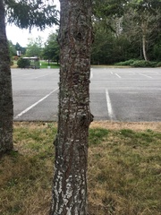 Pseudotsuga menziesii