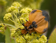Heteromorpha arborescens abyssinica