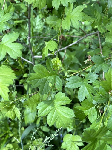 Chinese haw (Crataegus pinnatifida)