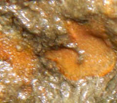 Schizoporella unicornis