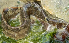 Pholis ornata