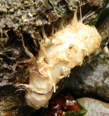 Eupentacta quinquesemita