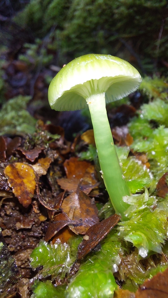 Gliophorus graminicolor · May 2025 · photo: © tassietravelsblog (iNaturalist, cc0)