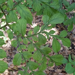 Amorphophallus hirtus