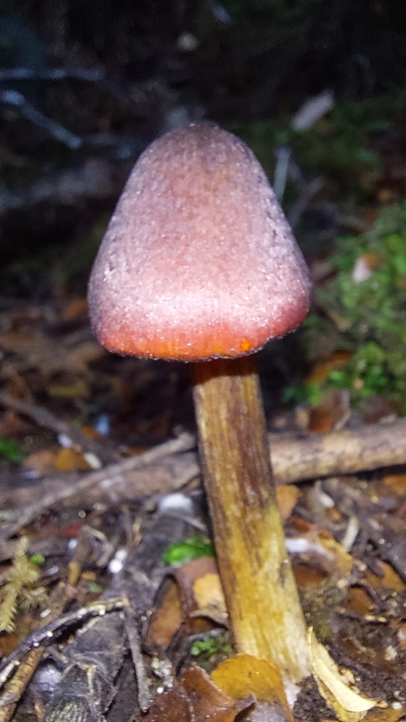 Hygrocybe astatogala · May 2025 · photo: © tassietravelsblog (iNaturalist, cc0)