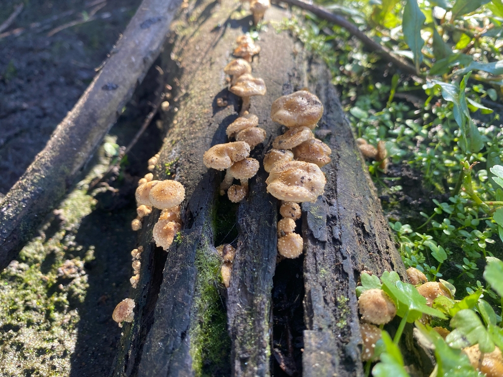 Pholiota subflammans · May 2025 · photo: © hannah_whittall (iNaturalist, cc-by)