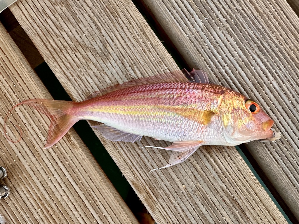 Randall's threadfin bream (Nemipterus randalli) — Nemipteridae