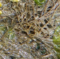Sargassum muticum