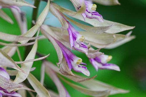 Cremastra appendiculata, photograph 3