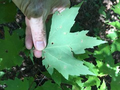 Acer rubrum rubrum