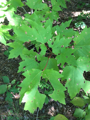 Acer rubrum rubrum