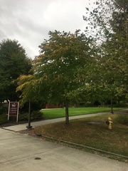 Cercidiphyllum japonicum