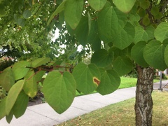 Cercidiphyllum japonicum