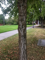 Cercidiphyllum japonicum