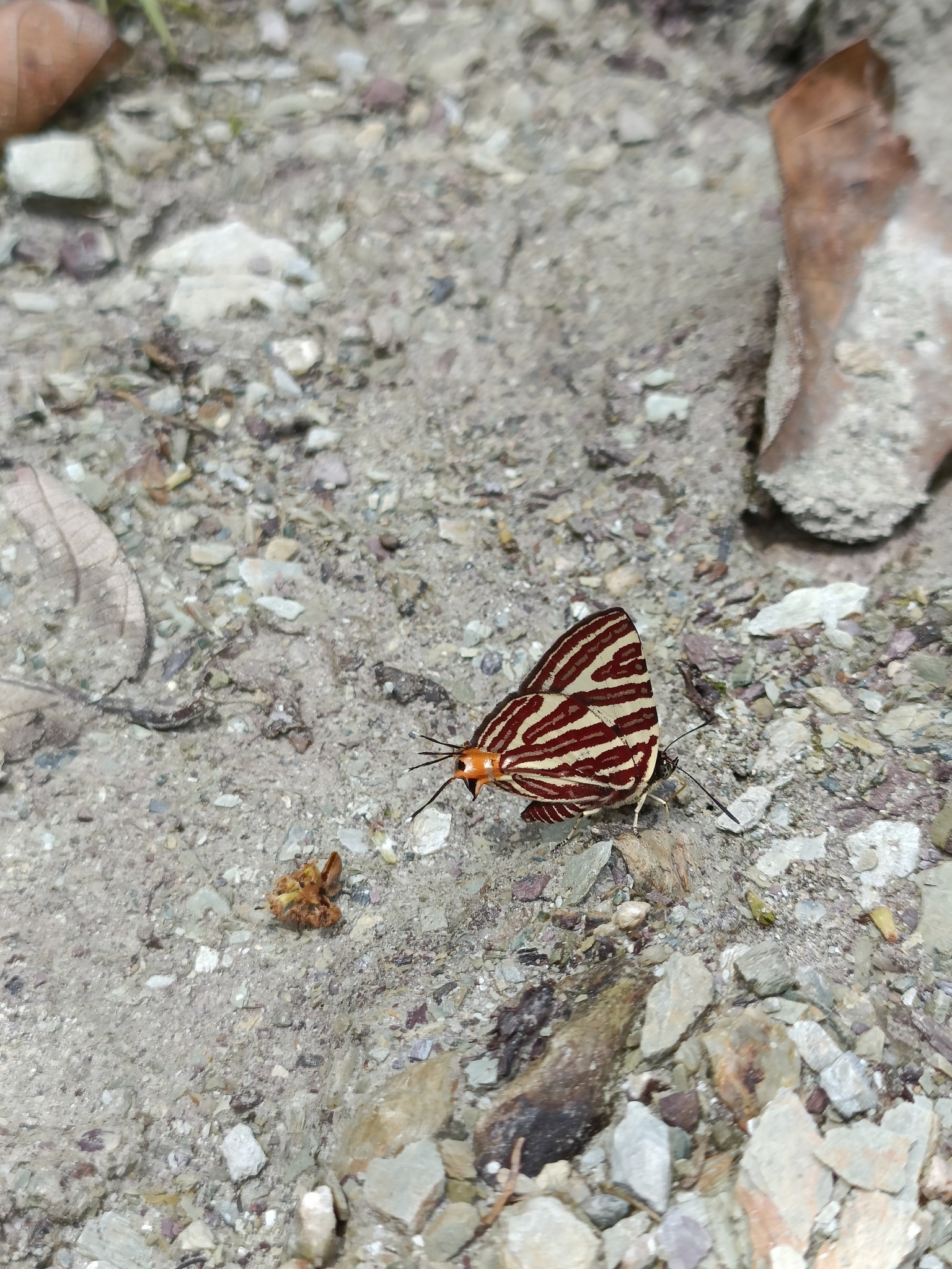 Long-Banded Silverline