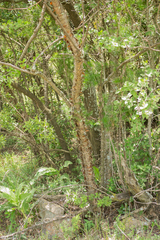 Heteromorpha arborescens abyssinica