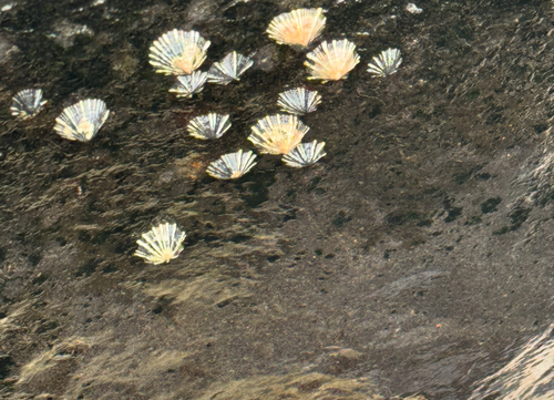 Siphonaria normalis observed 2025-05-22