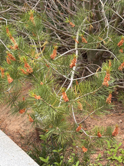Pinus bungeana, photograph (c) capacoscar, some rights reserved (CC BY)