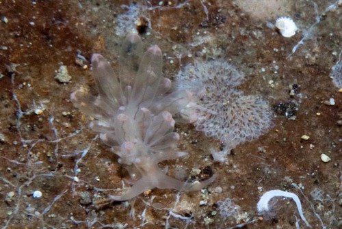 Spitfire Tentacle Aeolid
