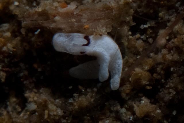 Brown-coloured Pump Dorid