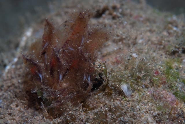 Polybranchia jannae