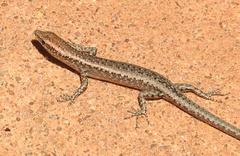 Cryptoblepharus